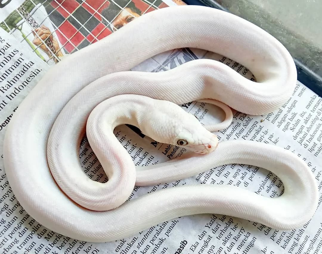 белая змея на газете