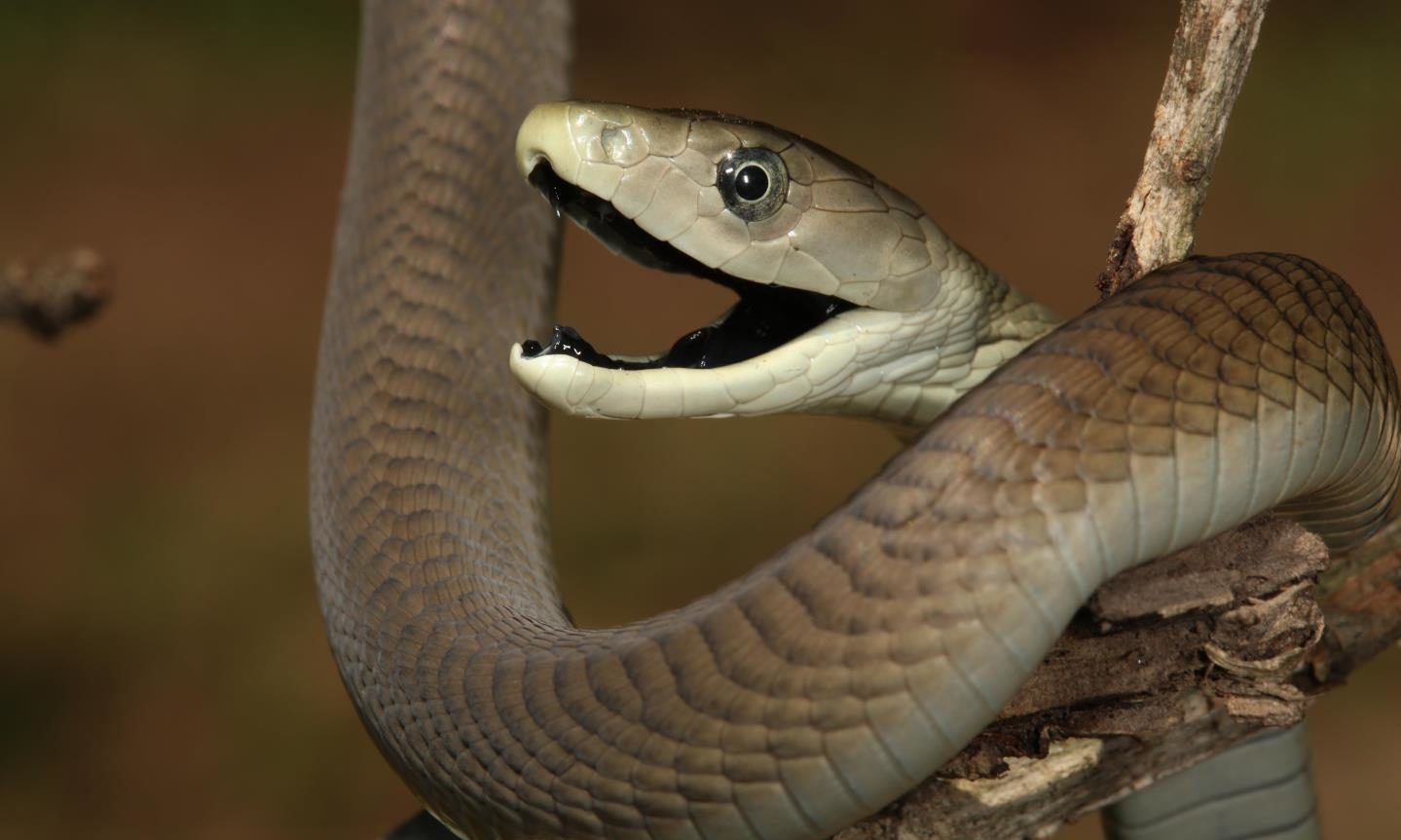 бежевая змея