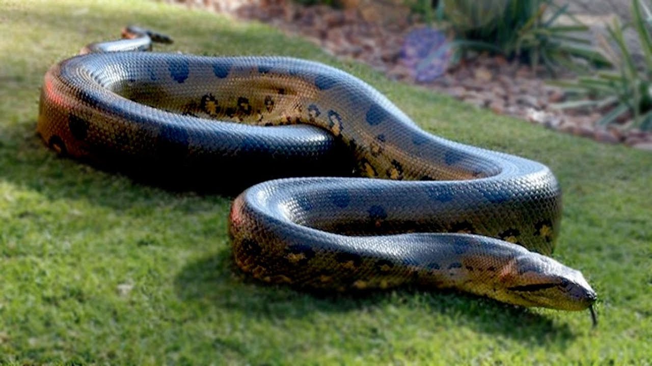 большая змея на траве