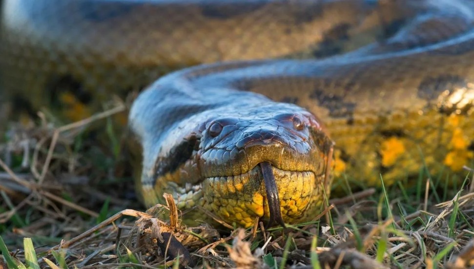 большая змея смотрит прямо