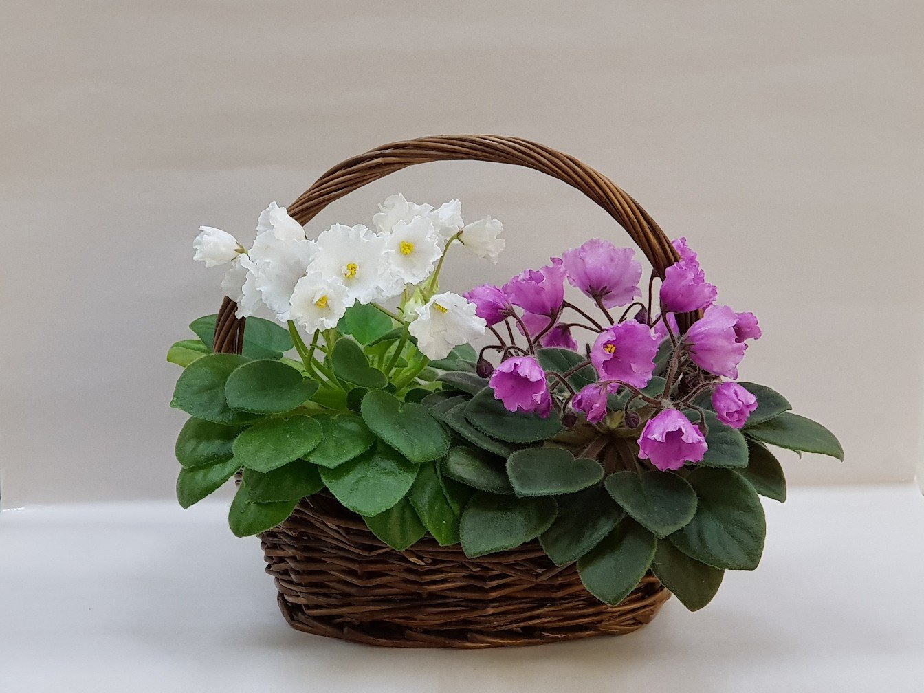 букет фиалок в корзине