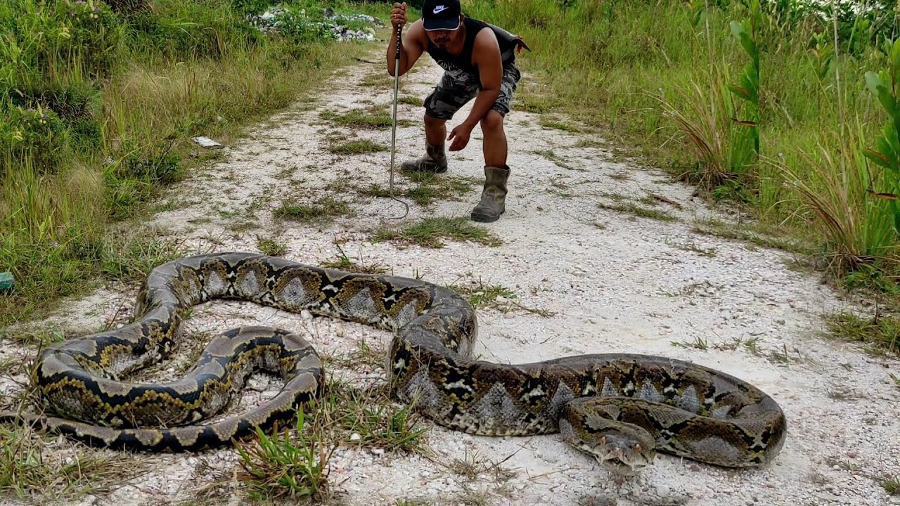 человек стоит рядом с большой змеей