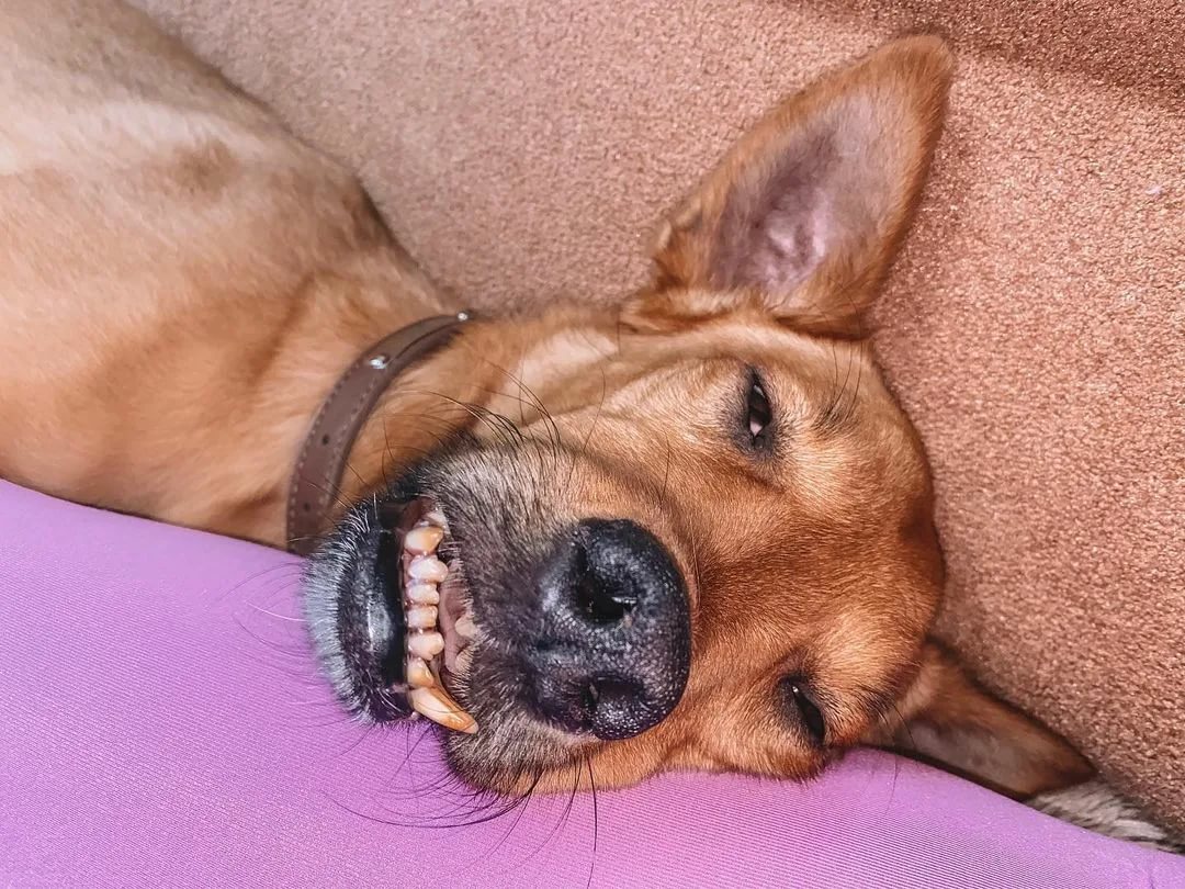 челюсть собаки