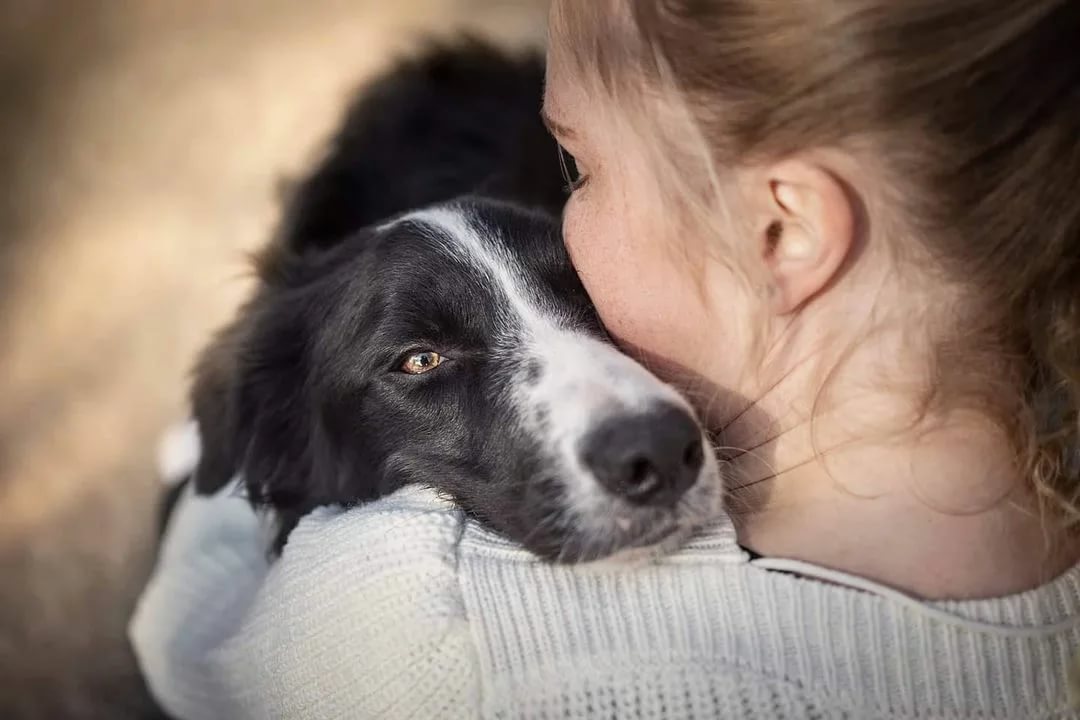 черная собака