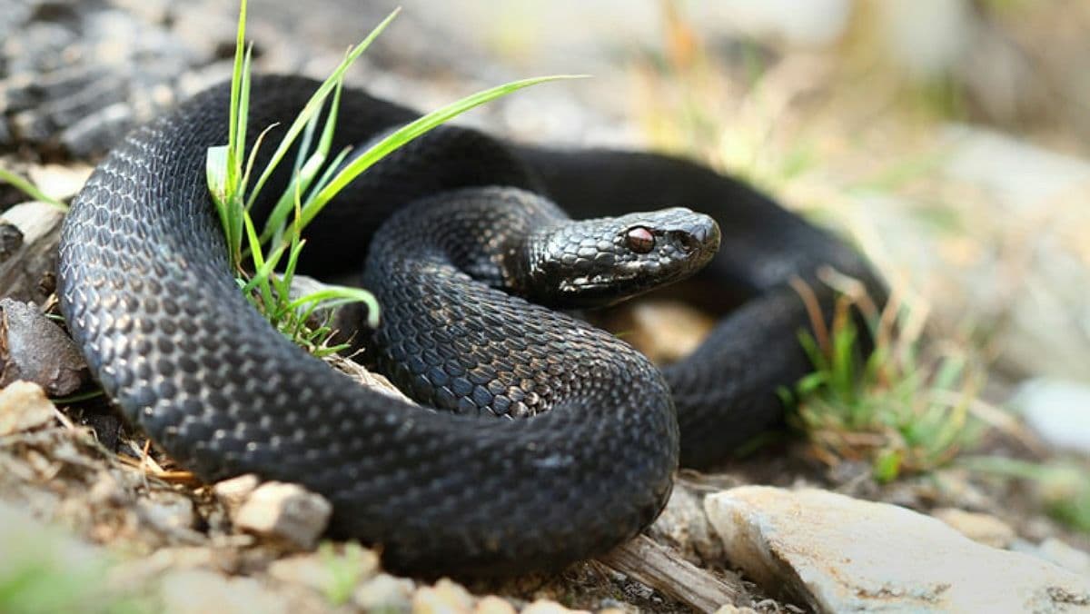 черная змея лежит на камне