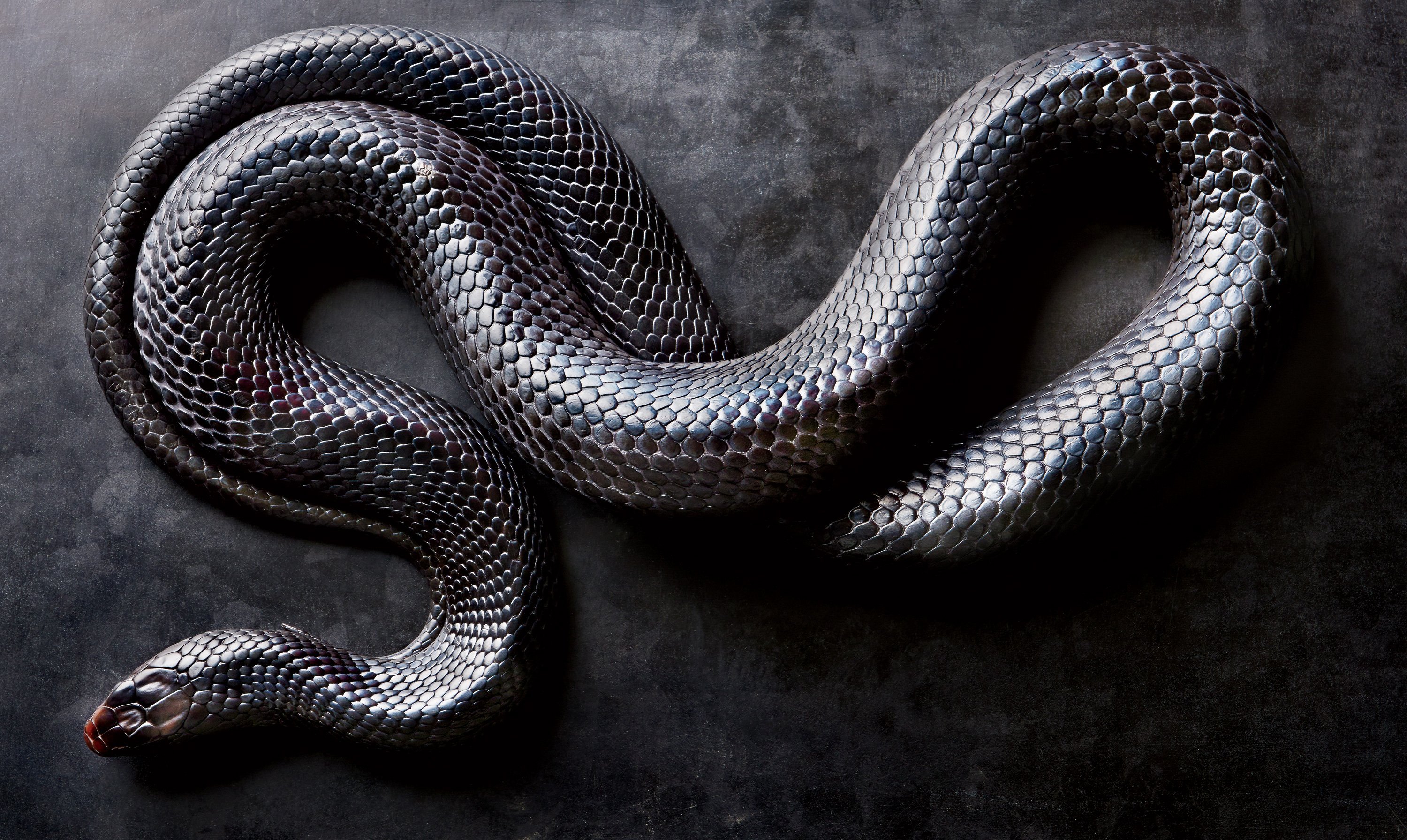 черная змея на темном фоне