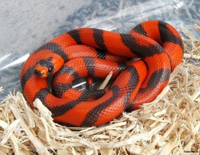 черно красная змея на опилках