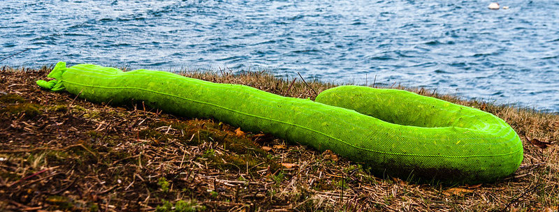 червяк зеленый