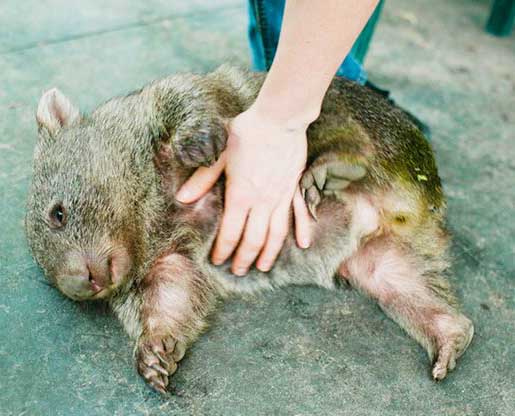 чешется живот4