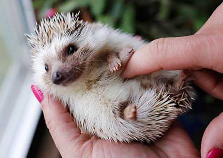 чешут живот7