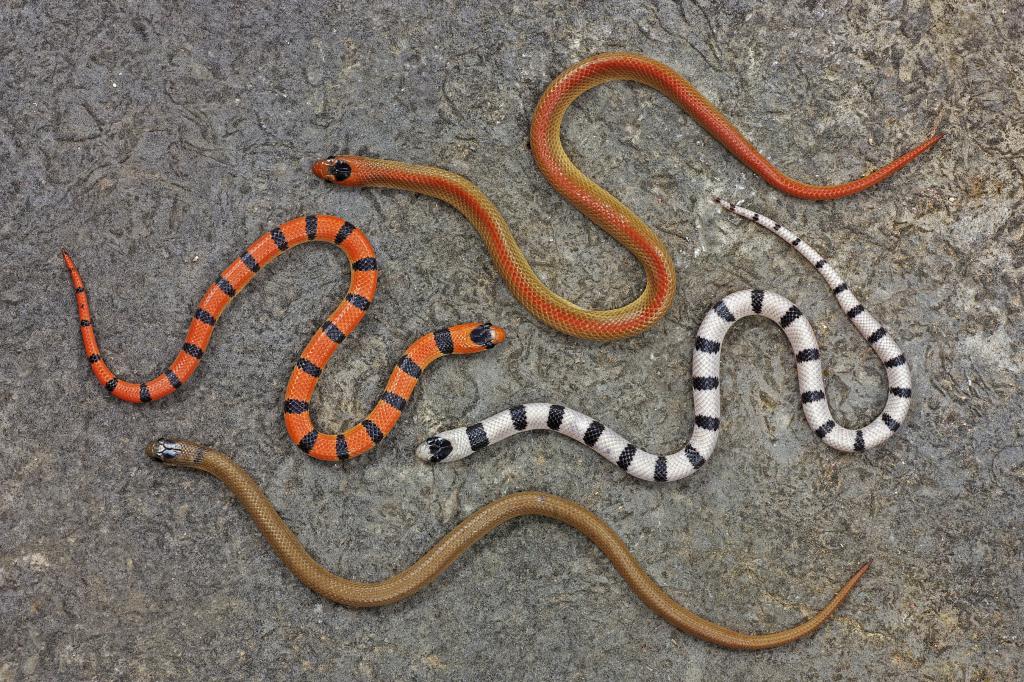 четыре змеи на асфальте