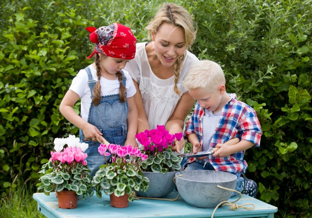 Дети с мамой сажают цикламен