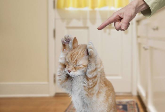 Хозяева ругаются на котенка