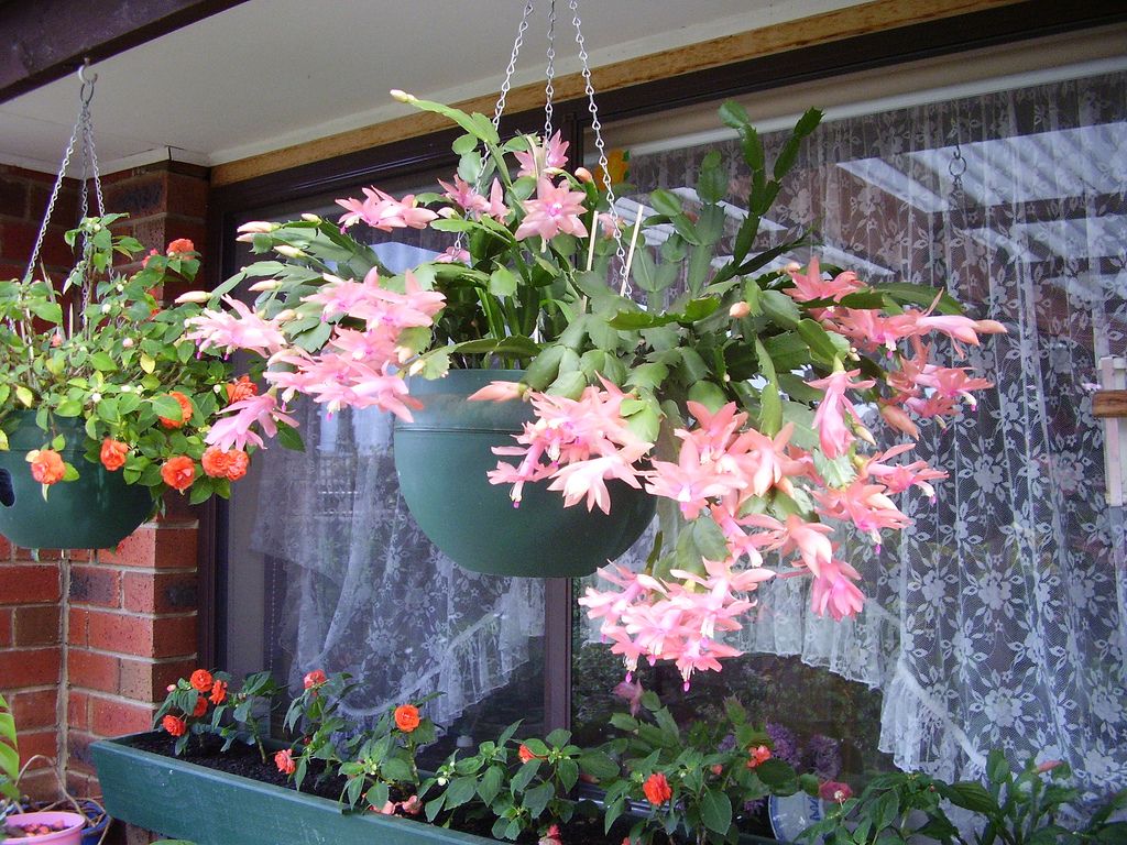 декабрист на крыльце дома