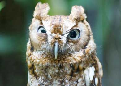 дергается глаз 3