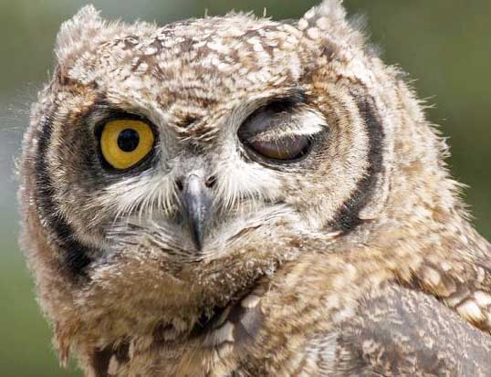 дергается глаз4