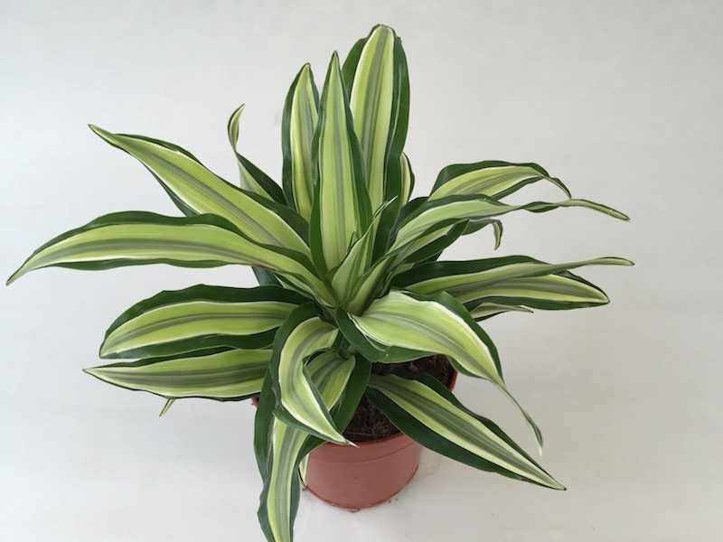 драцена стоит