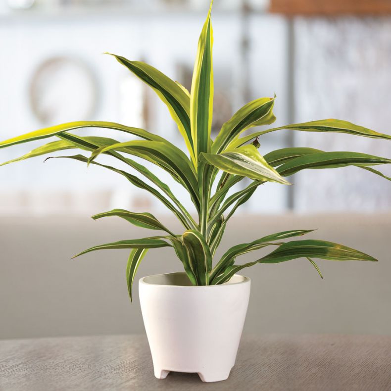 драцена в белом горшке