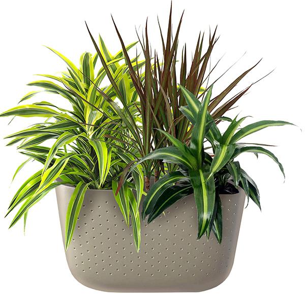 драцена в кашпо