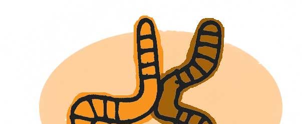 два червяка