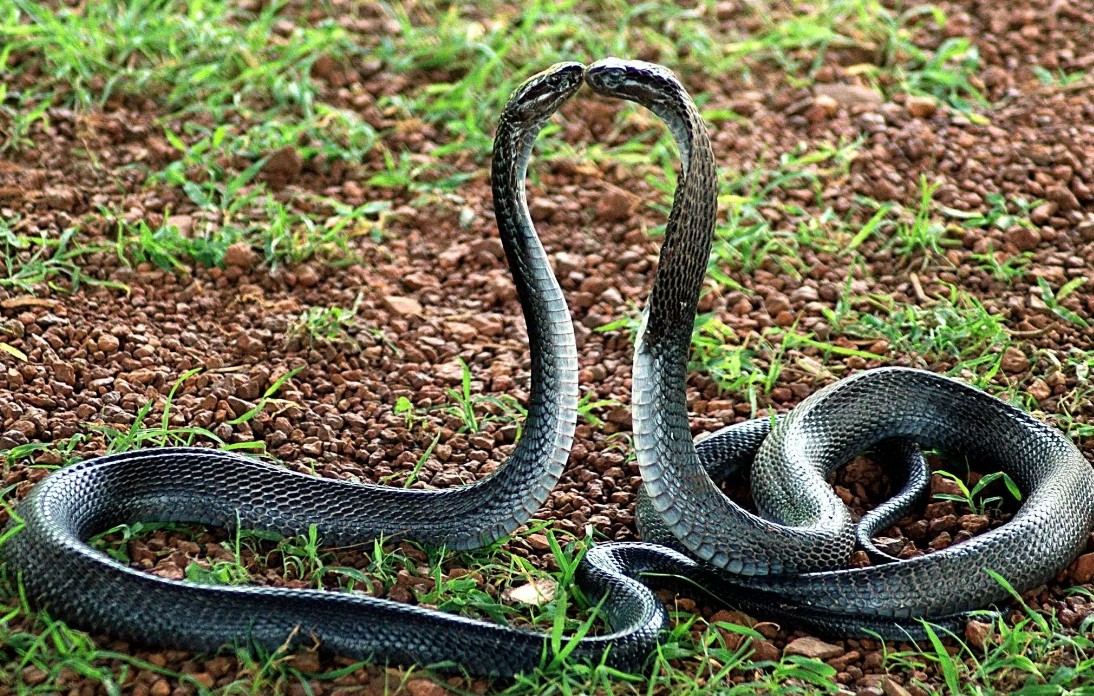 две черные змеи рядом