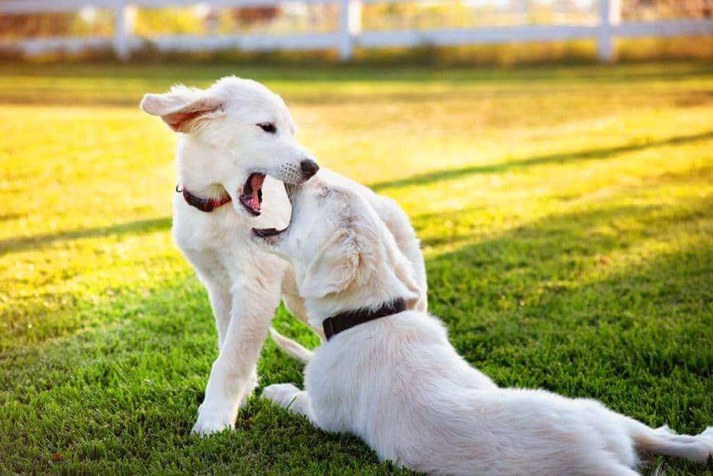 две собаки играют