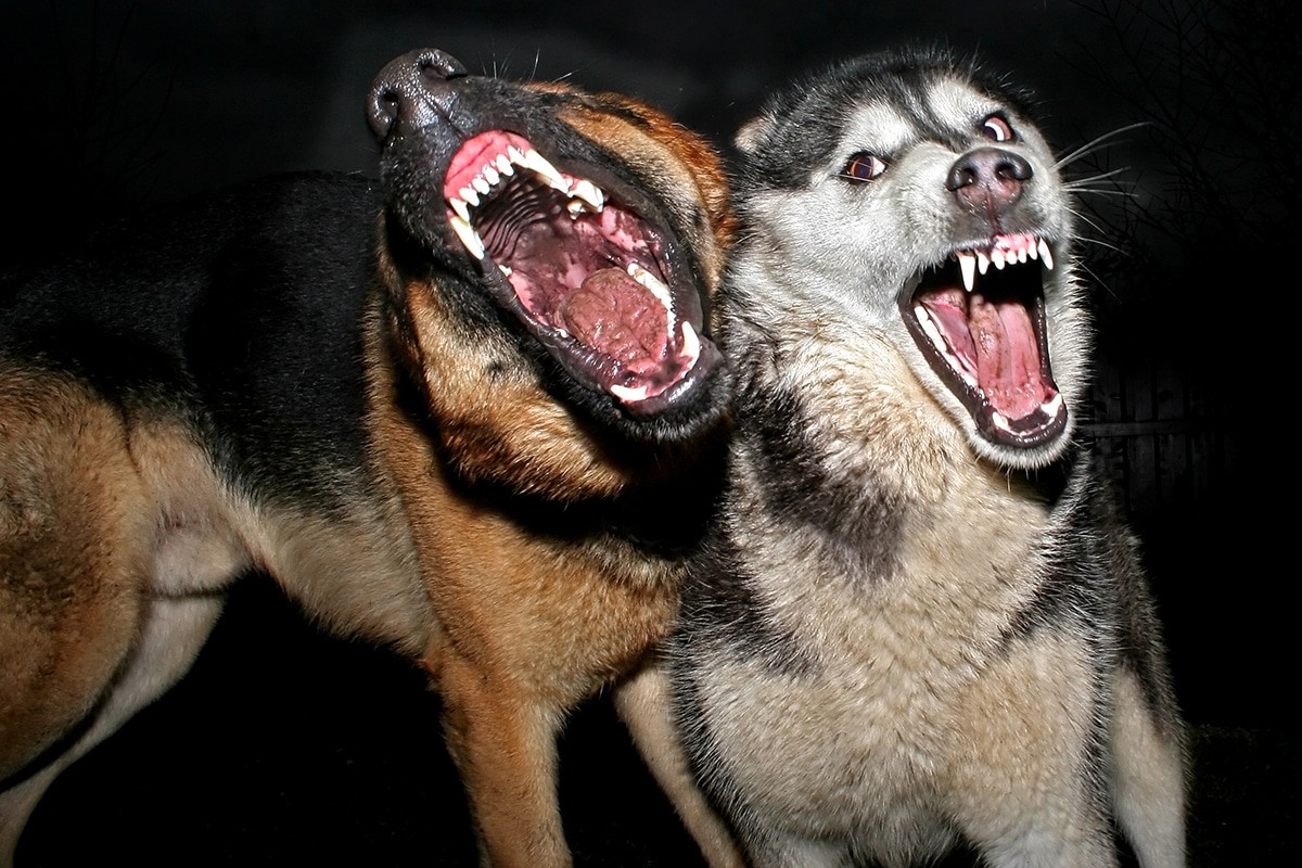 две злые собаки