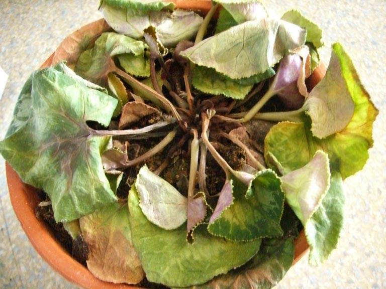 Увядший цикламен