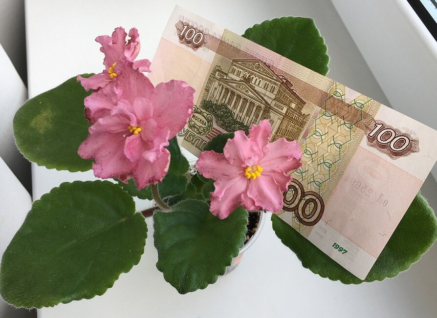 фиалка стоит на подоконнике