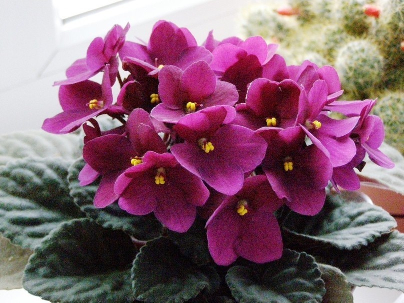 фиалка цветет