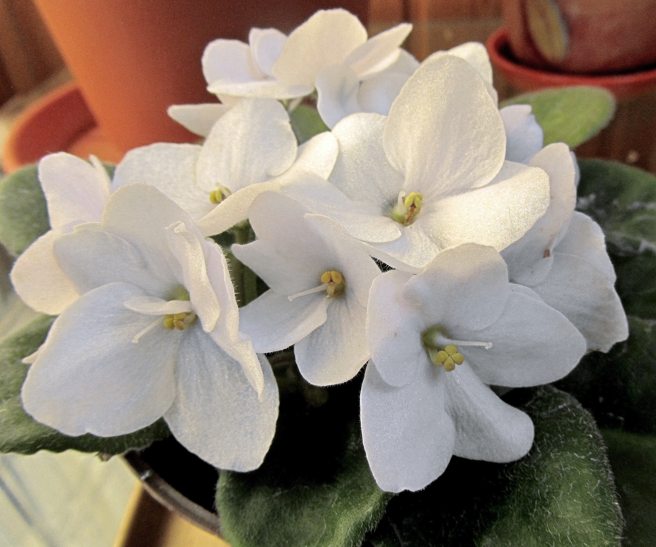 фиалка цветет белыми цветками