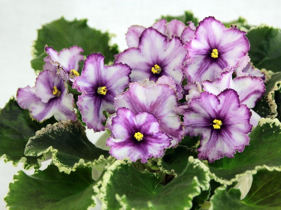 фиалка цветет