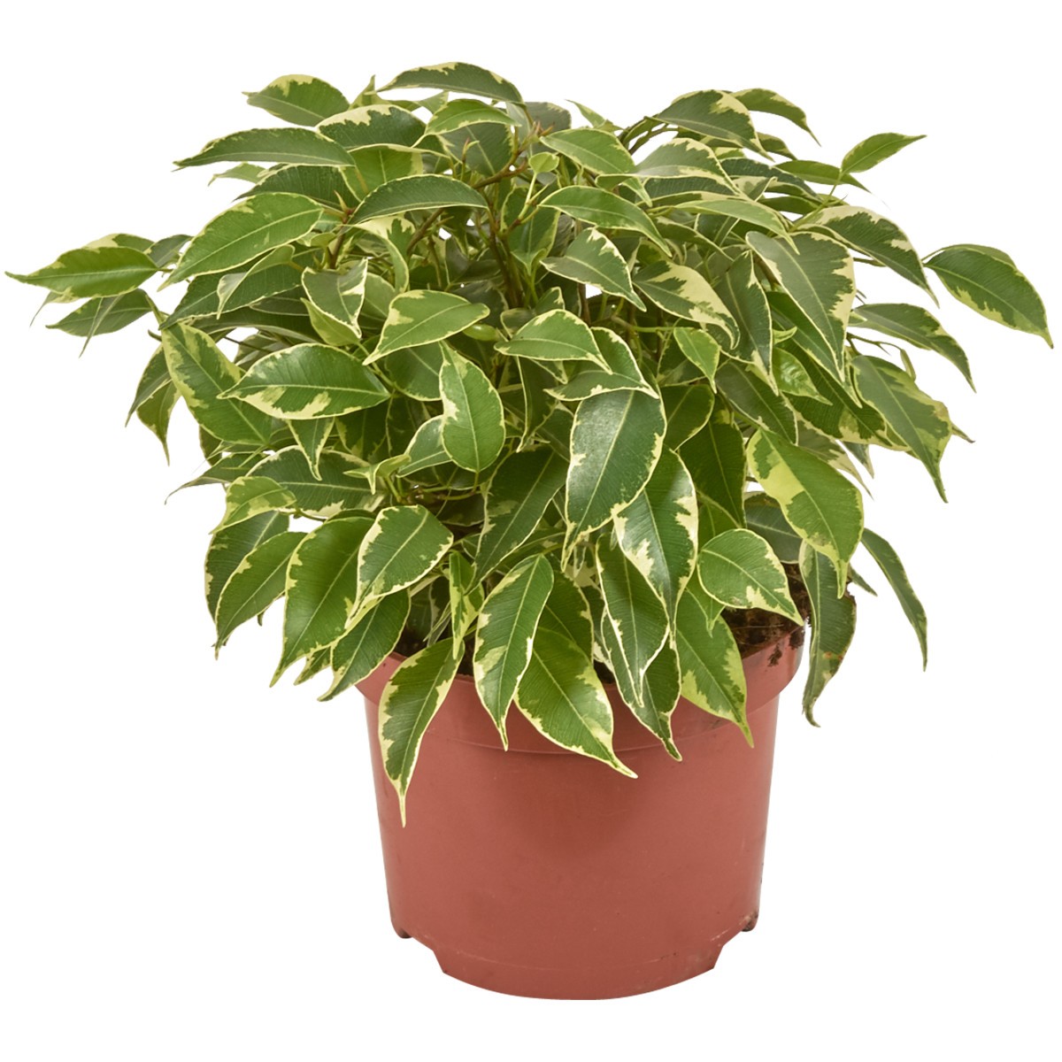 фикус для пересадки