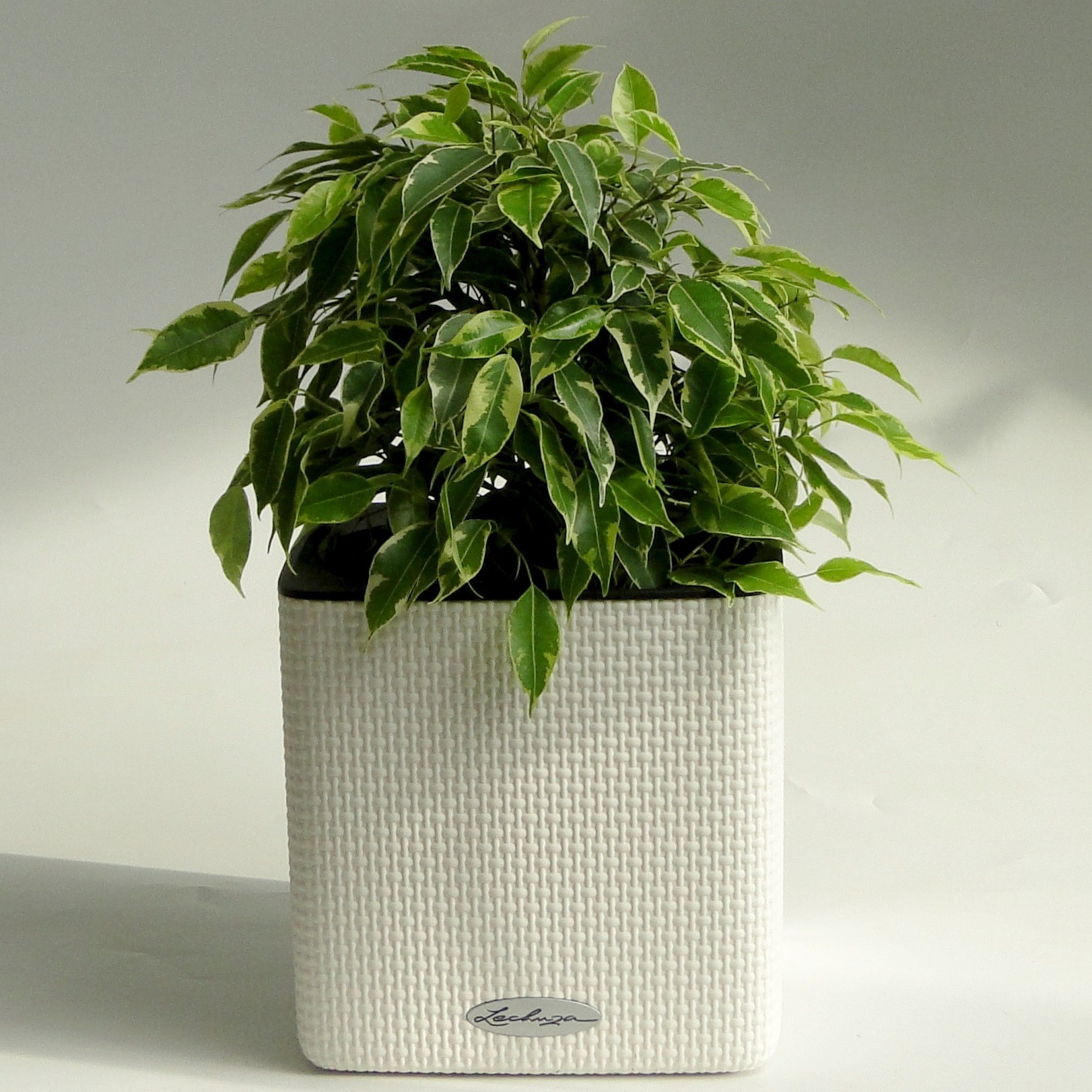 фикус в белом горшке