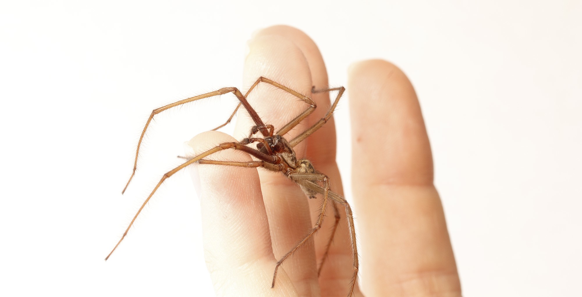 Паук на руке