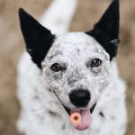 прыщ на языке 2