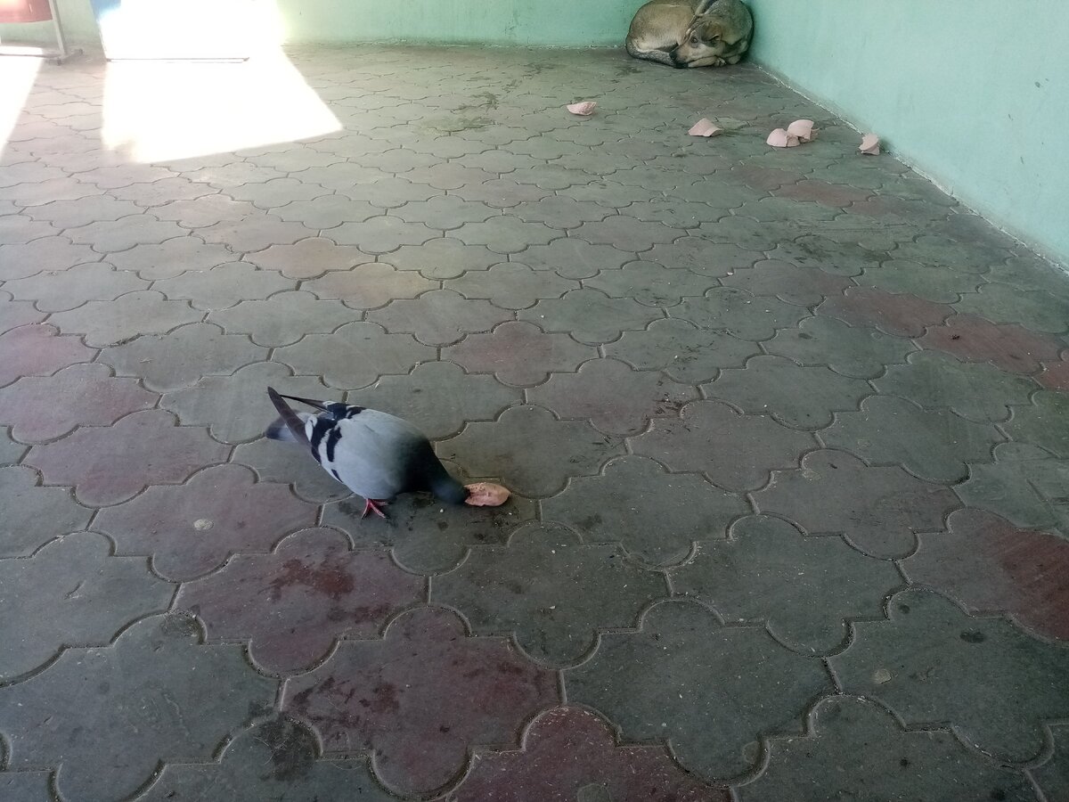 голубь ест колбасу