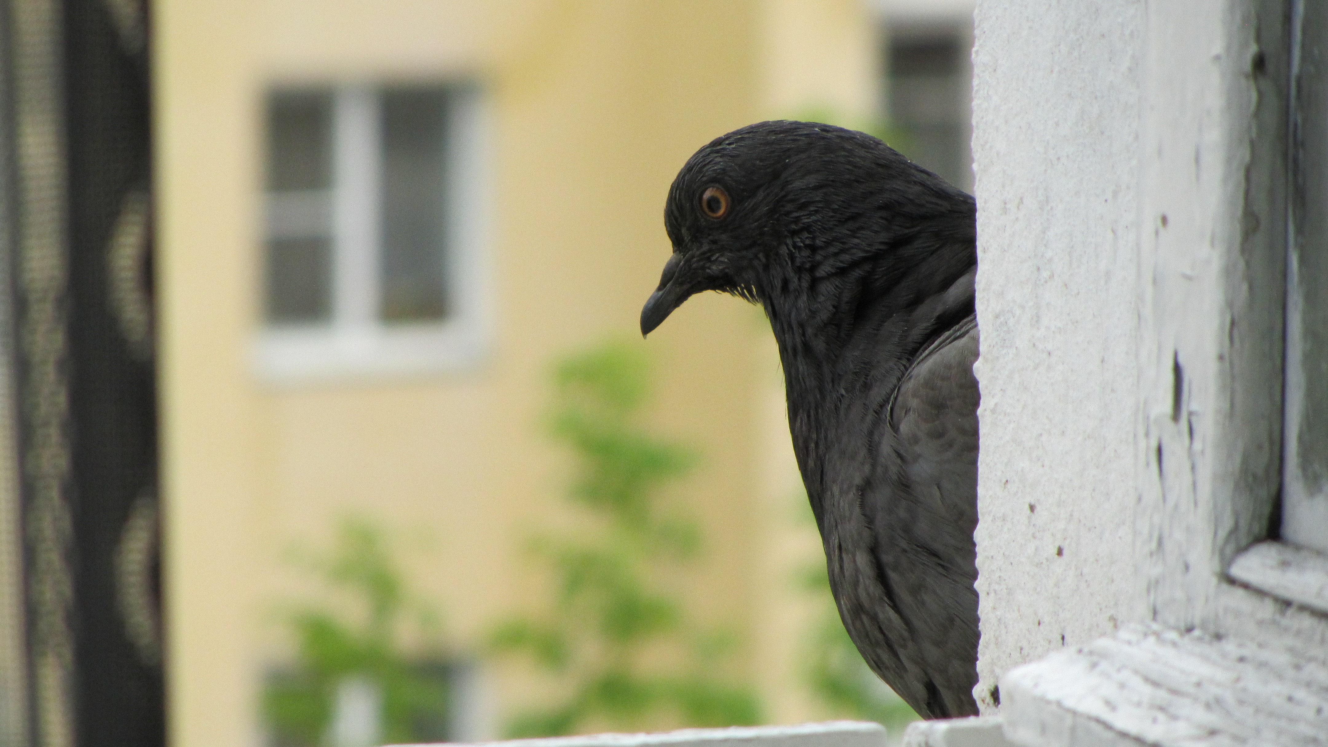 Черный голубь на окне