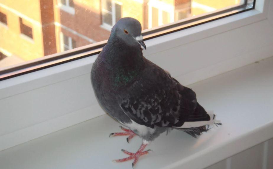 голубь сидит на белом подоконнике
