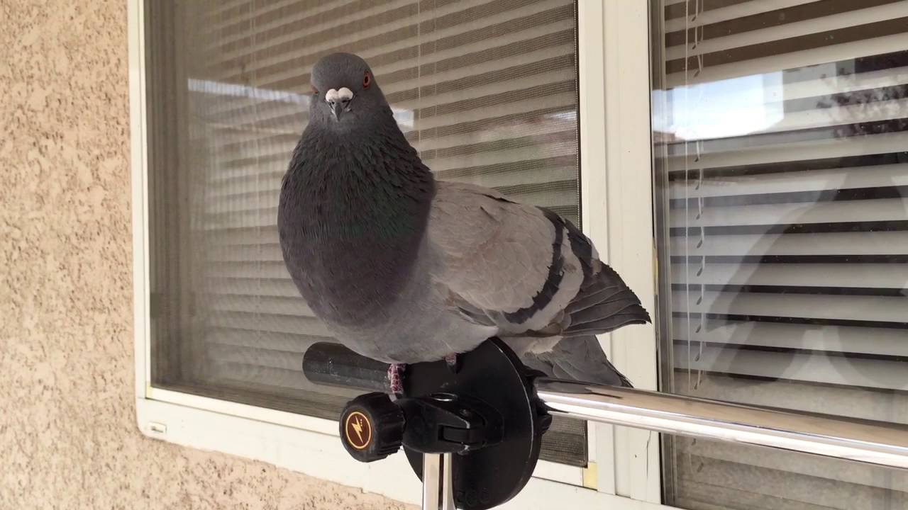 голубь возле окна сидит на жердочке