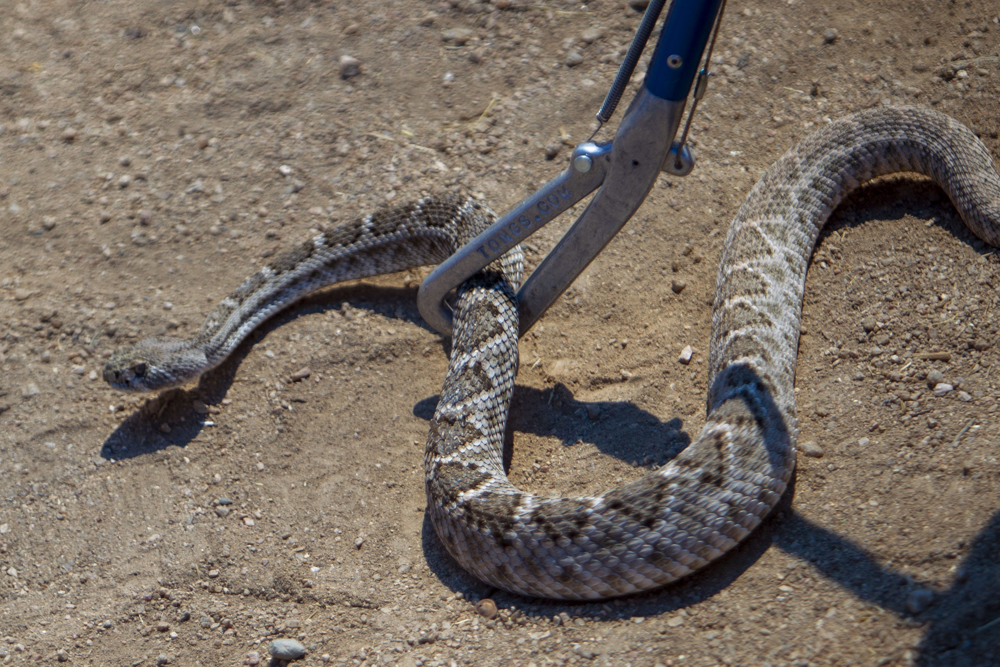 хотят обезвредить змею