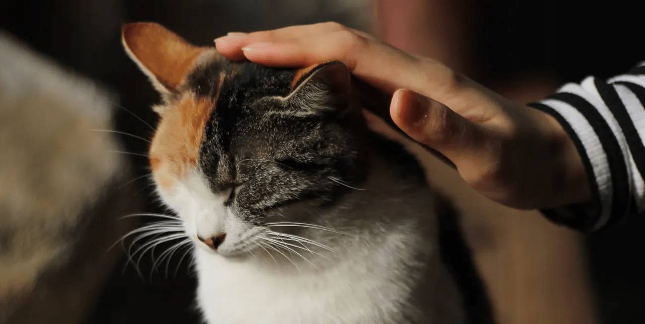 Гладят кота