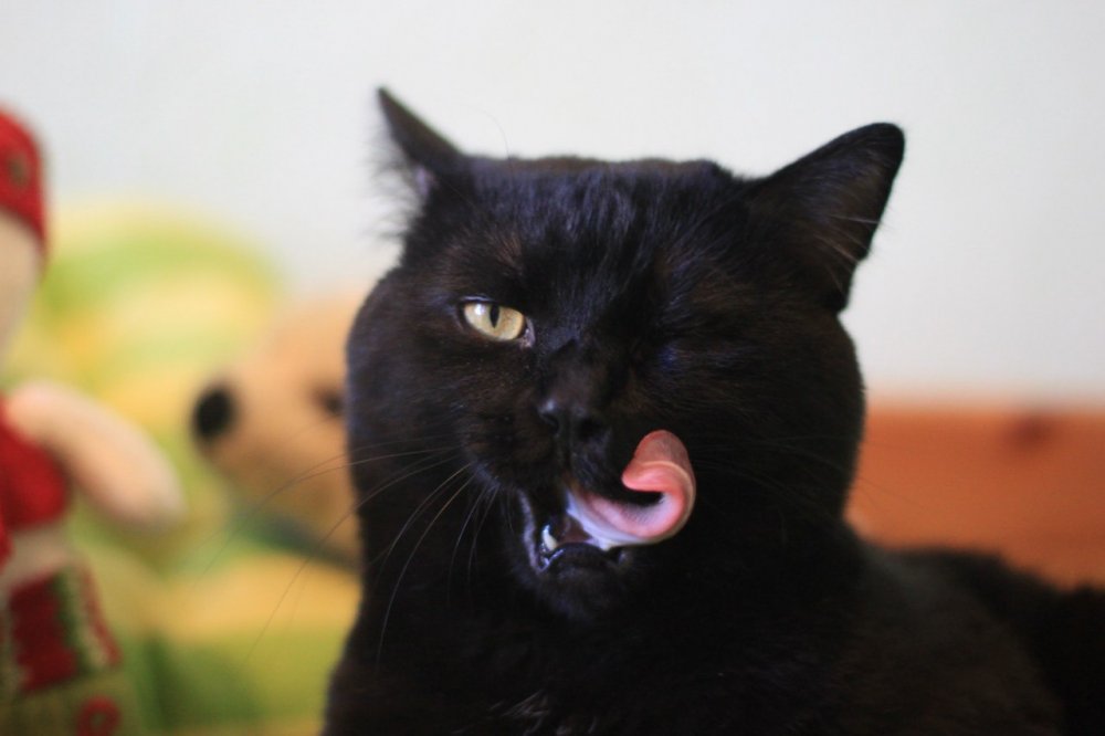 Черный кот подмигивает и облизывается