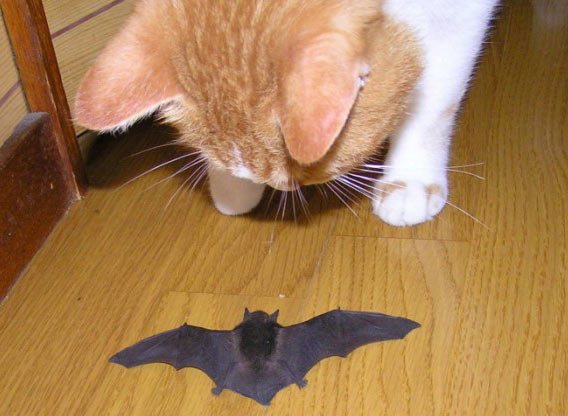 Рыжий кот и летучая мышь