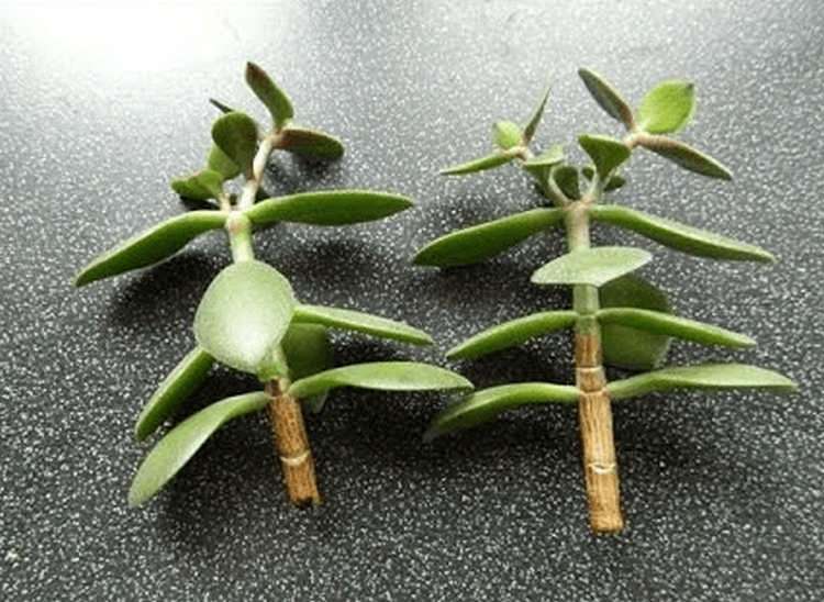 Отростки толстянки