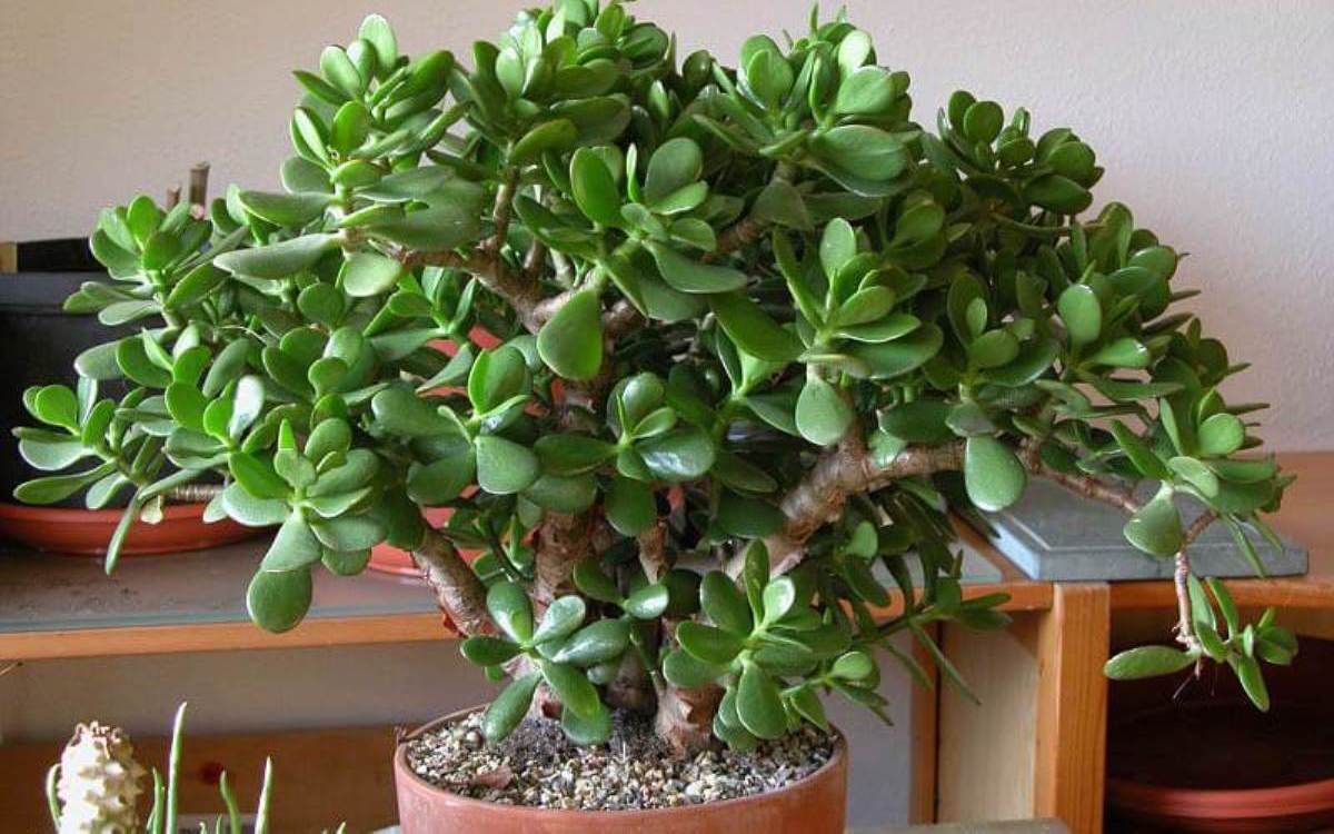 Денежное дерево