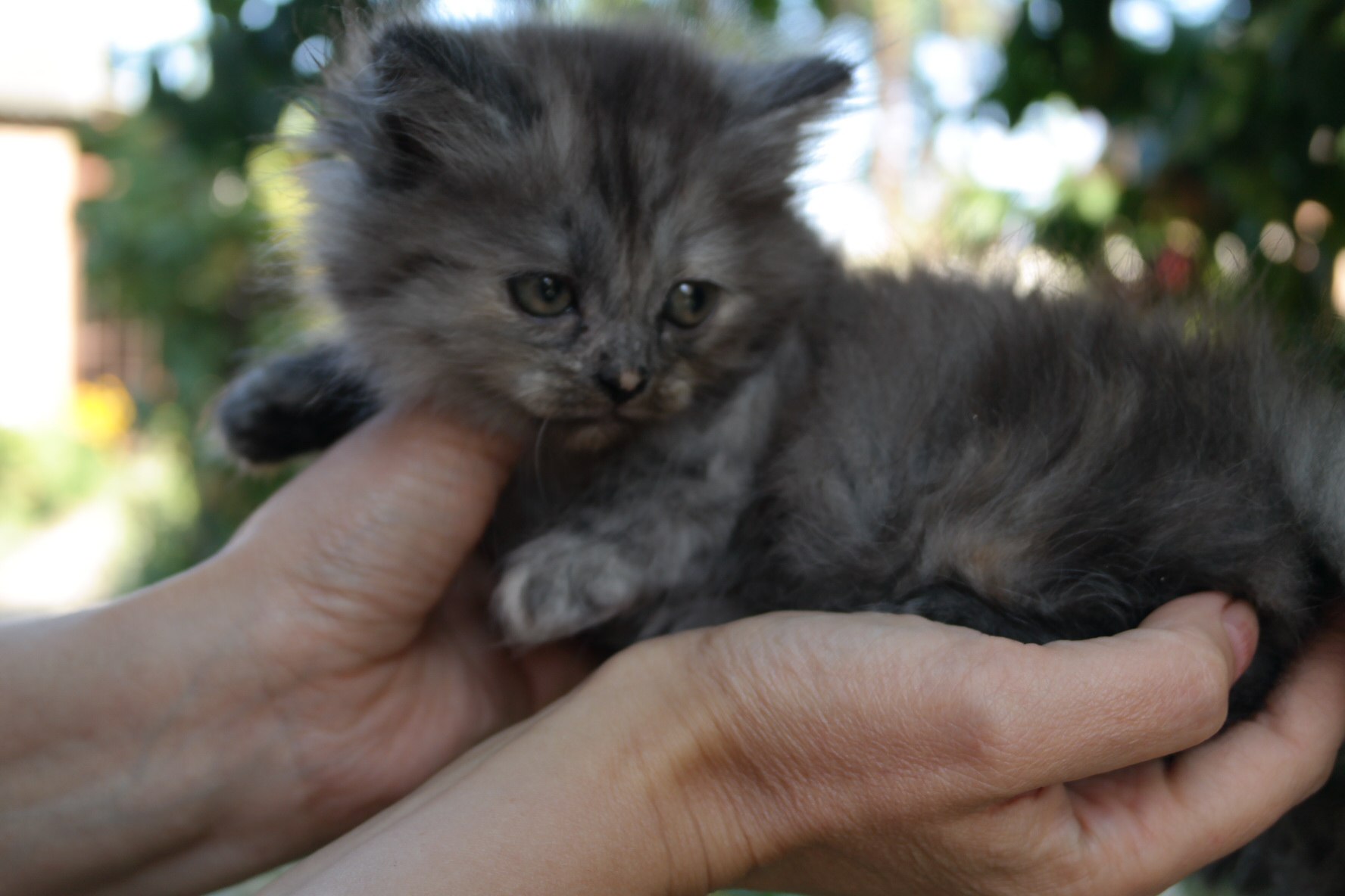 Котенок на руках