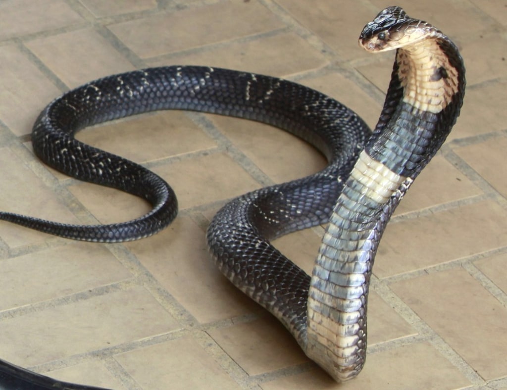кобра на коричневой плитке