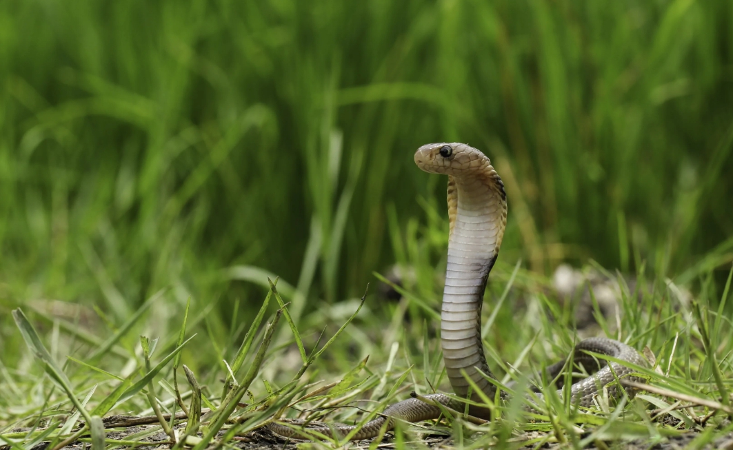кобра на зеленой траве