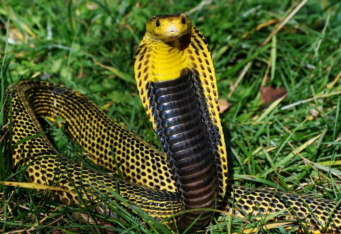кобра одна на траве